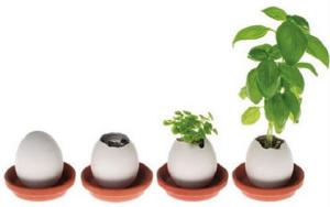 huevo porta plantas