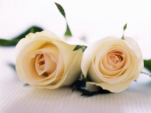 Rosas para celebrar lo bueno de la vida: que alguien te ame